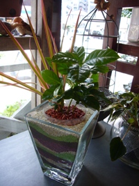レインボーサンドで寄せ植え