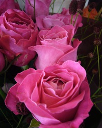 秋の花束 2014/09/26 19:59:33