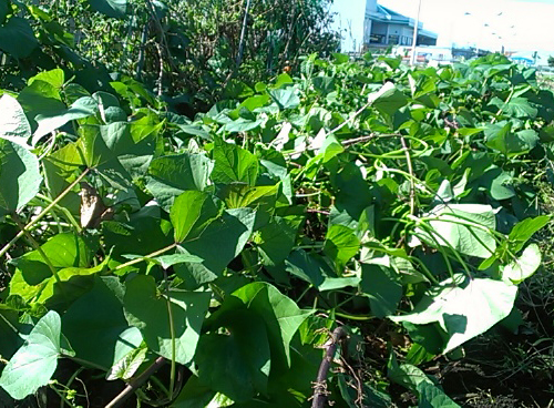 【芋が】芋掘りに行ってきました。【紫】 【芋が】芋掘りに行ってきました。【紫】