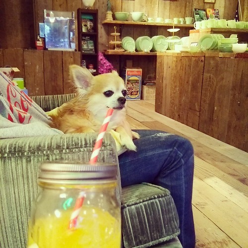 メイソンジャーにオレンジジュース。あと犬。 メイソンジャーにオレンジジュース。あと犬。