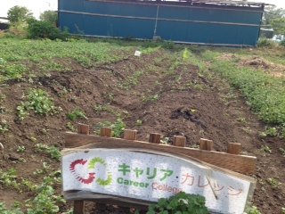 畑