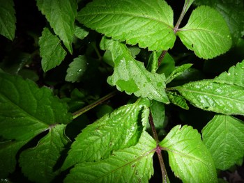幻想・・・・・球磨川