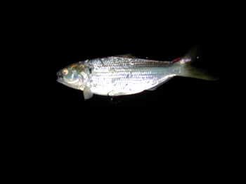 ポニョで癒し・・・