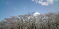 3月29日(月)~4月2日(金)の週替わりランチ♪♪