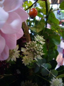 お見舞いの花