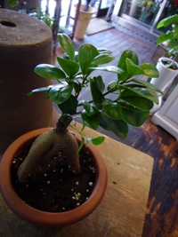 観葉植物でも
