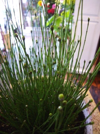 観葉植物でも