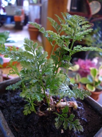 観葉植物でも
