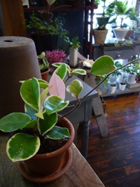 観葉植物でも