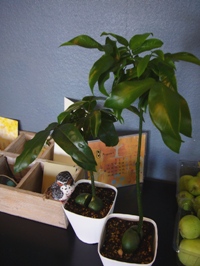 観葉植物でも