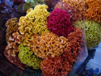 コスモスの花束