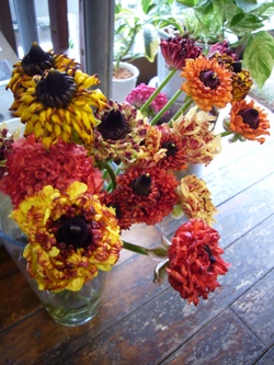 今日の花