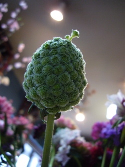 今日の花