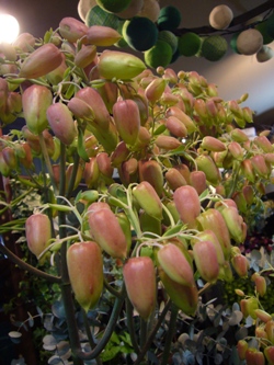 今日の花