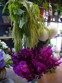 今日の花