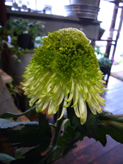 今日の花