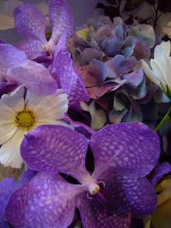 コスモスの花束
