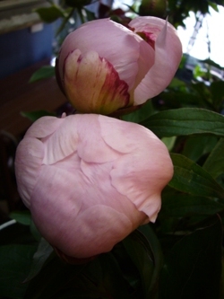 今日の花