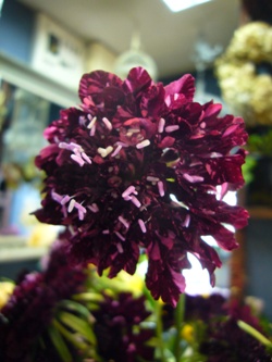今日の花
