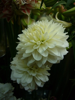 今日の花