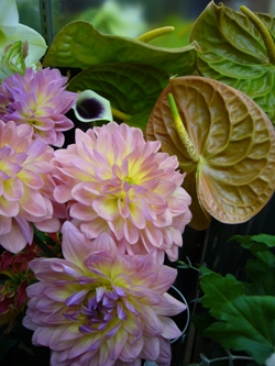 今日の花