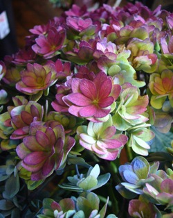 今日の花