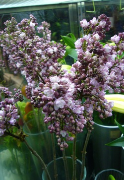 今日の花