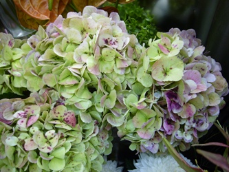 今日の花