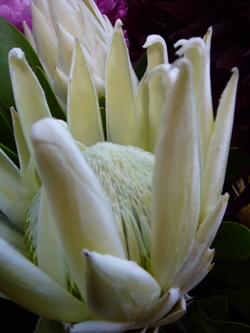 今日の花