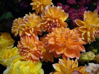 今日の花