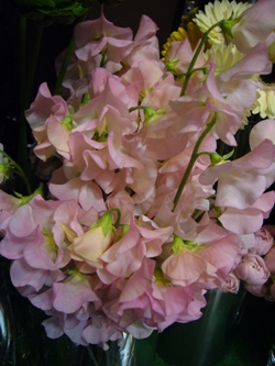 今日の花