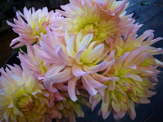 今日の花