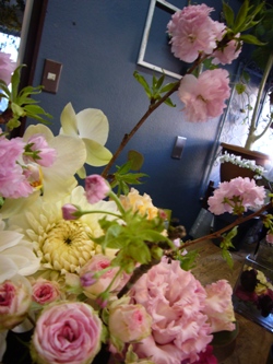 提灯桜