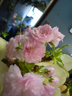 提灯桜
