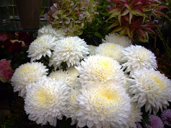白菊