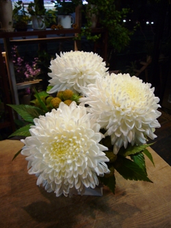 白菊