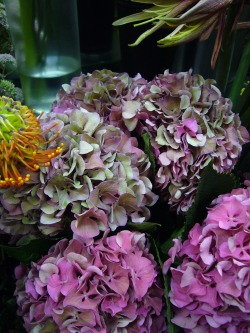 秋の花いろいろ