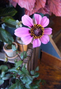 ダリアの花