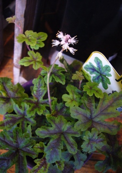 ダリアの花