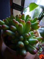 タニク植物