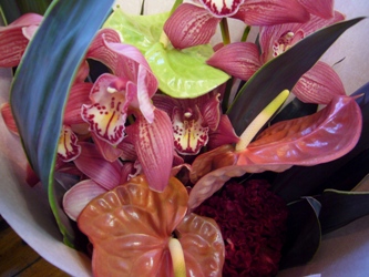 今日の花