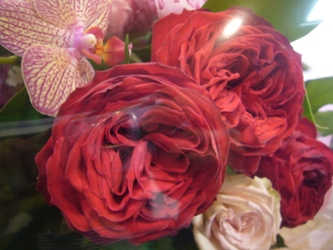 今日の花