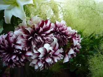 今日の花