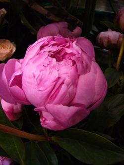 今日の花