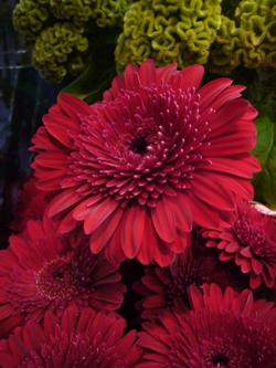 今日の花