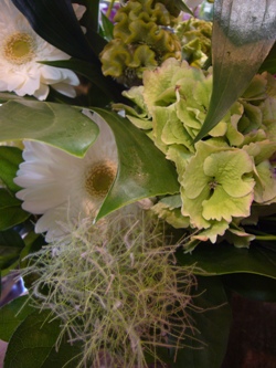 今日の花