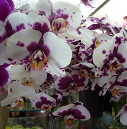 今日の花