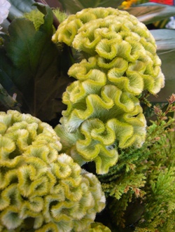 今日の花