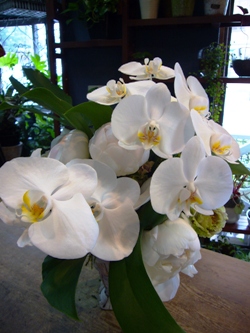 今日の花