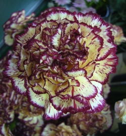 今日の花